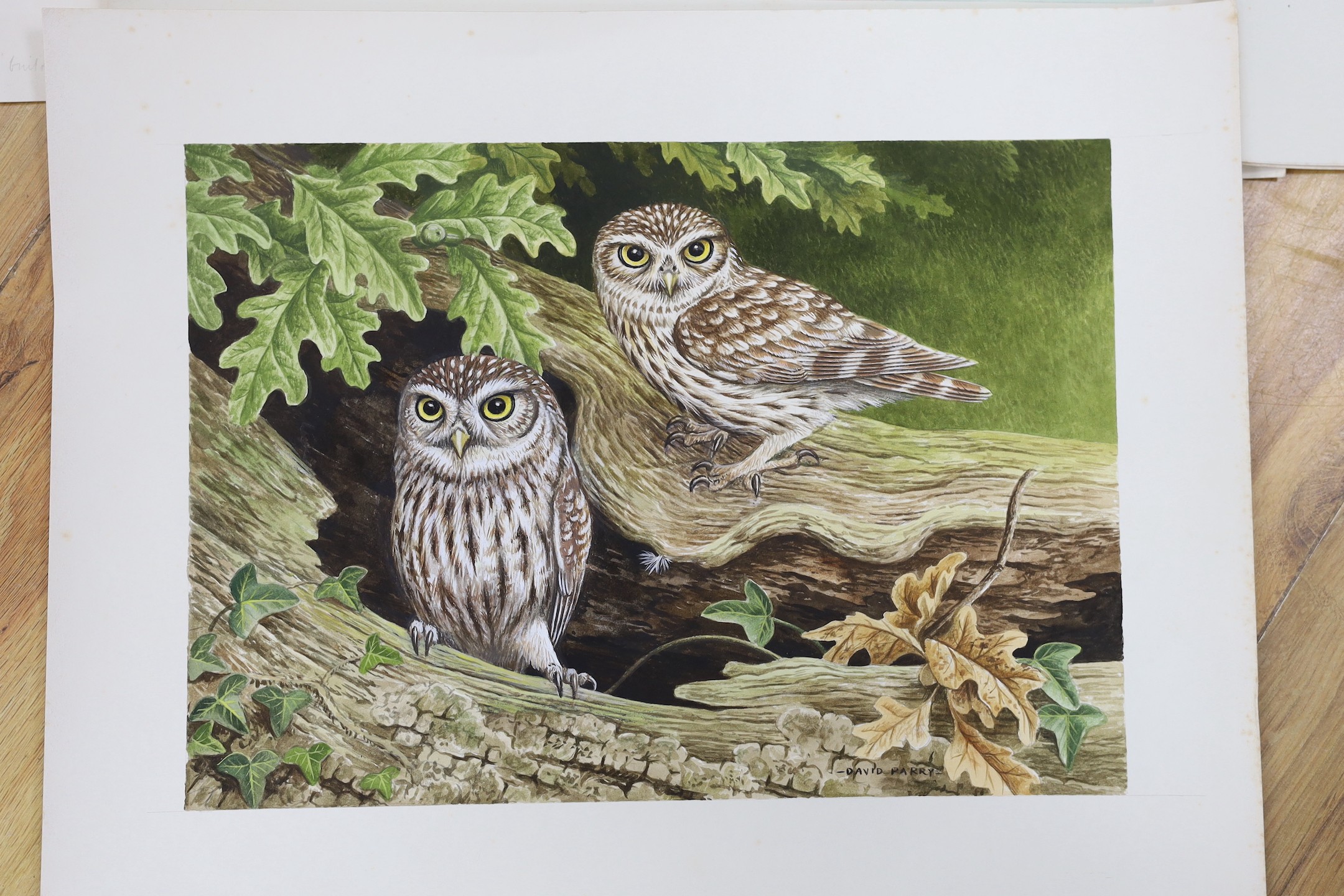 David Parry (b.1942), eight watercolours, birds and wildlife, signed, unframed, 26 x 35cm
